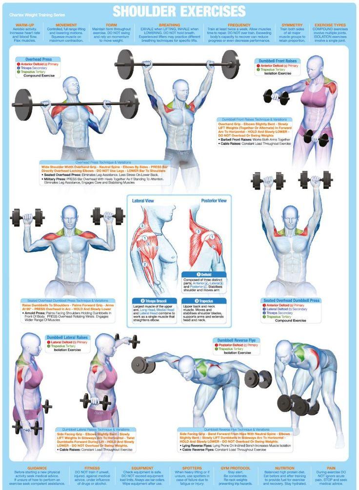 your-complete-shoulder-workout-guide.jpeg